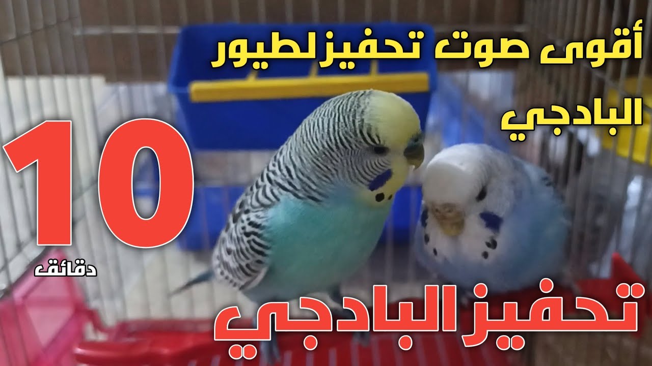 تحفيز طيور البادجي على التزاوج | 10 دقائق اقوى أصوات وتغريدات طيور البادجي 😍🦜