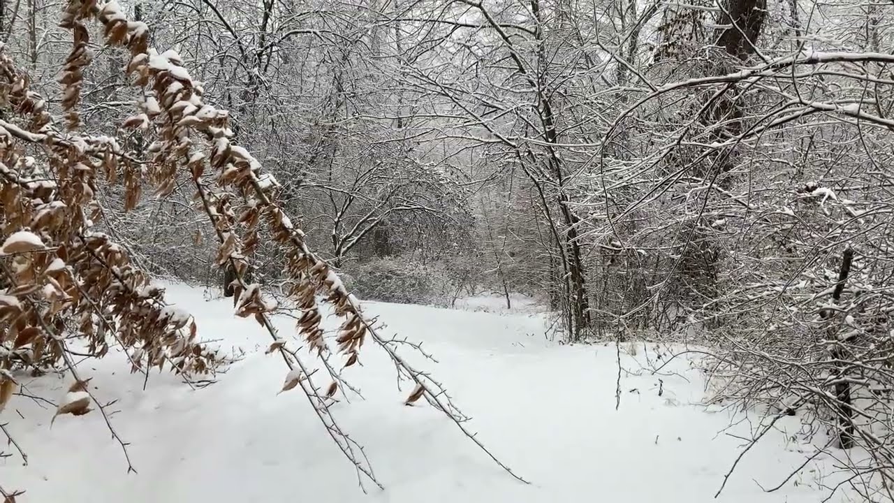 Most Beautiful Winter Forest Views! (Nature ASMR)