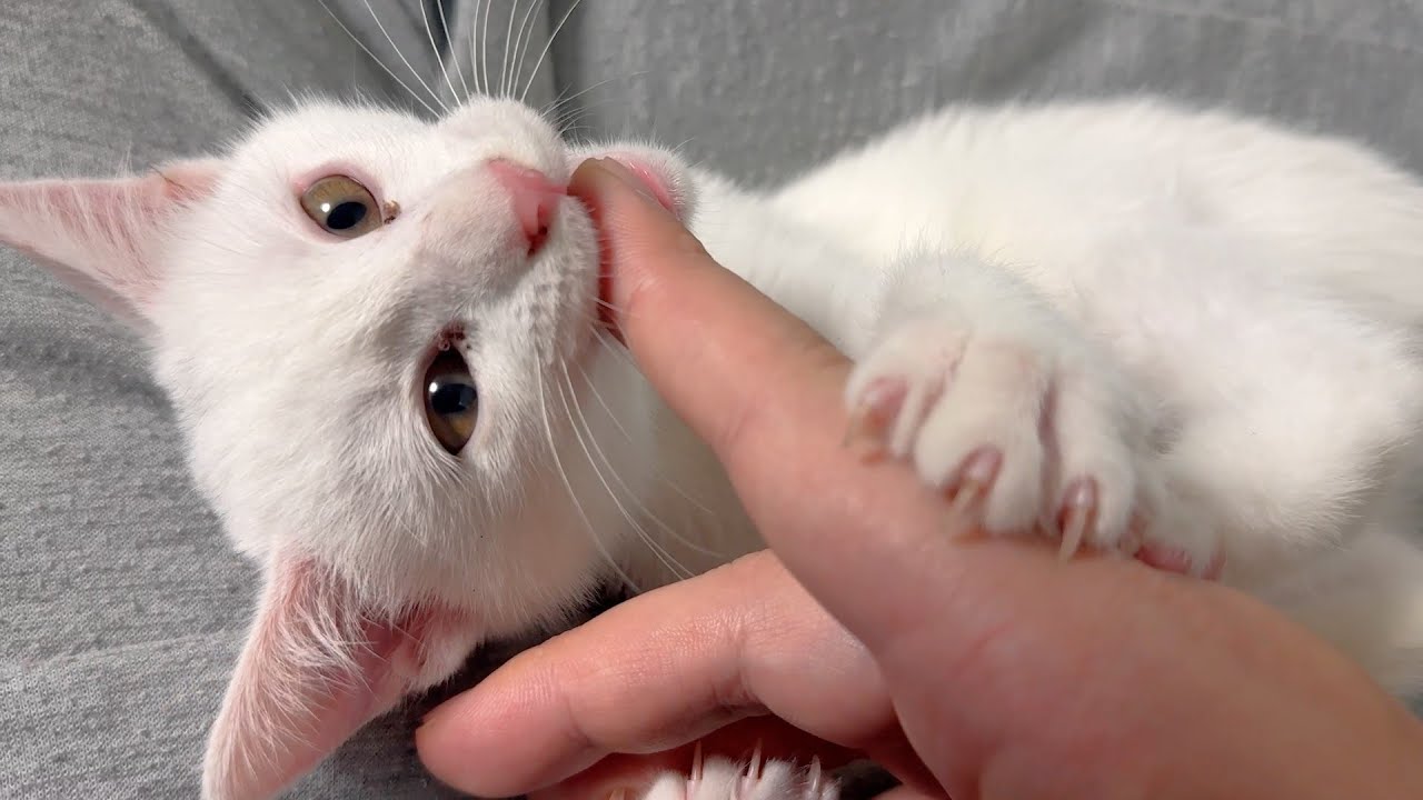 おかえりプンプン、そして絶好調の甘えん坊子猫たち
