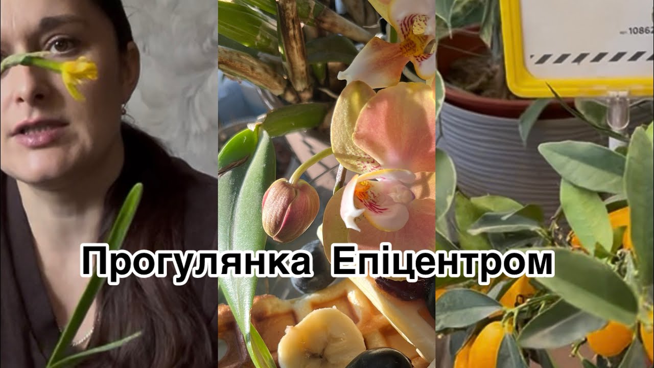 Весняний огляд рослин в Епіцентрі 🌸🌷 Розпаковка придбаних товарів 🎒