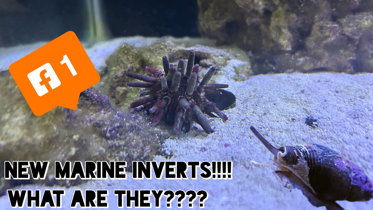 The Nassarius “Zombie” Snail in REEF TANKS (WHAT ARE THEY??)