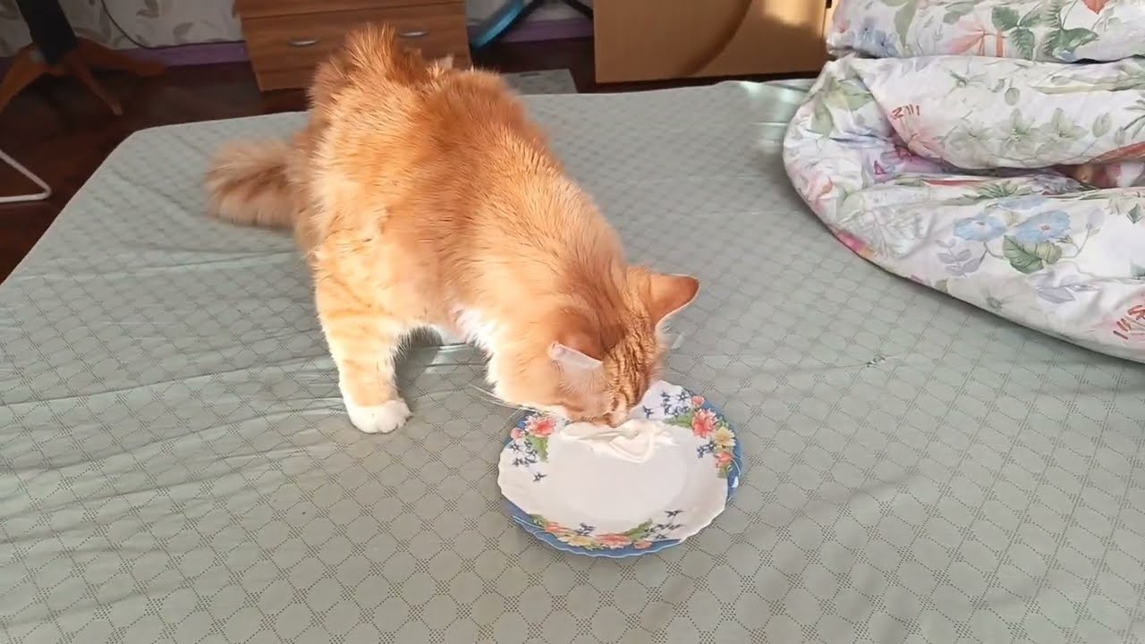 Кузенька, милахин, любимый котик😘❤🤗
