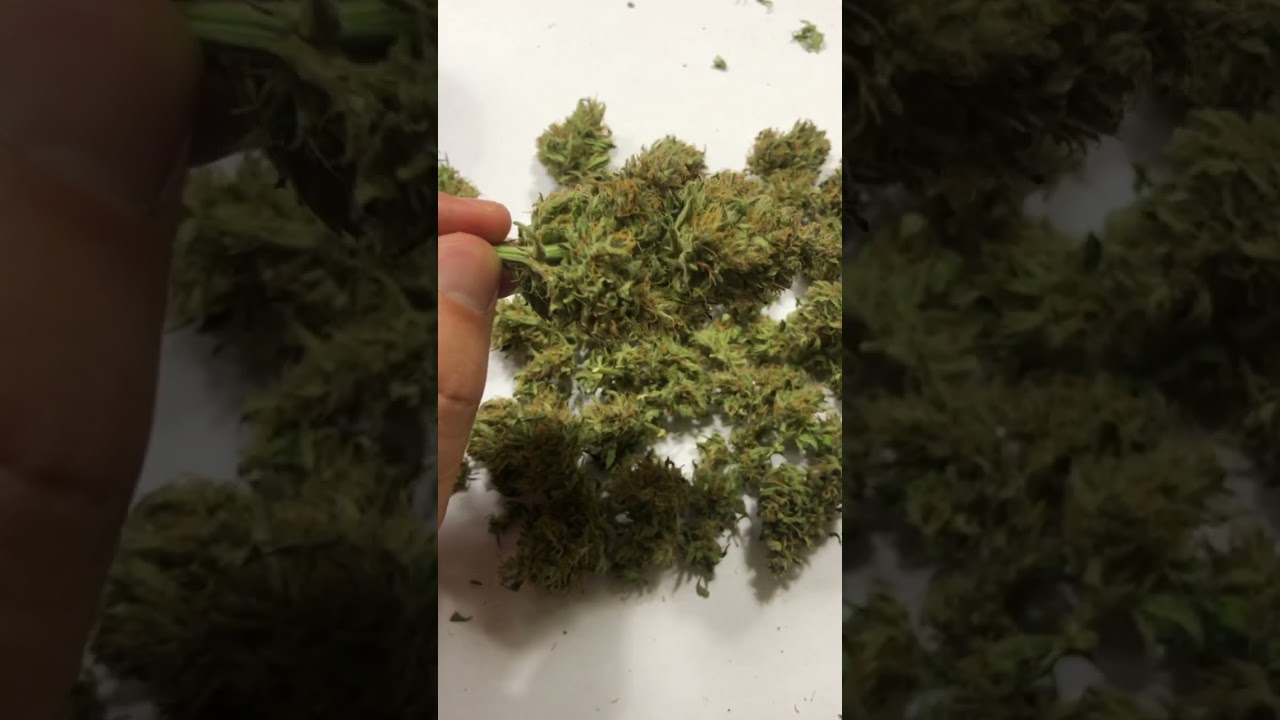 Урожай Jack Herrer auto by advanced seeds outdoor