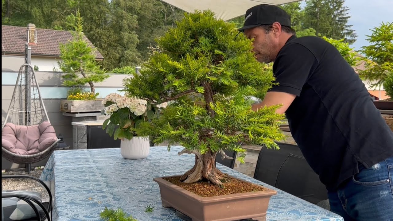 Work on my Bonsai Taxus baccata