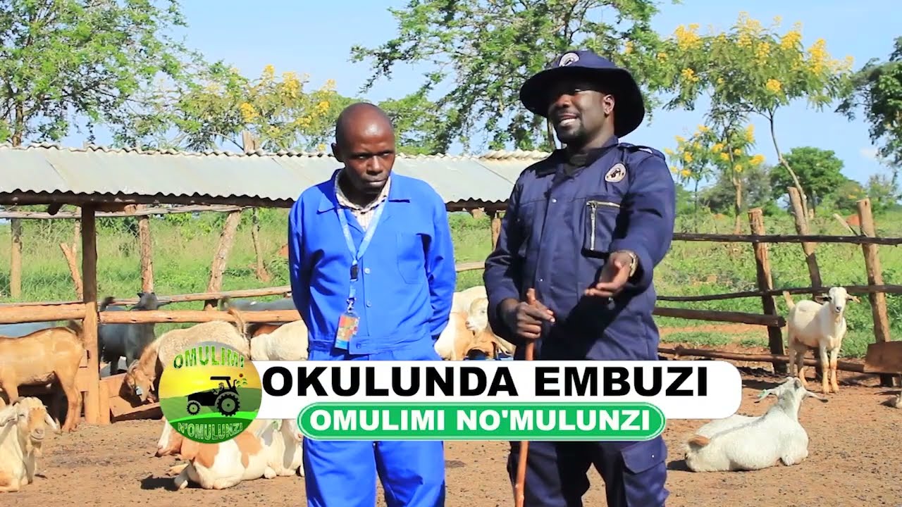 Okulunda embuzi part eight