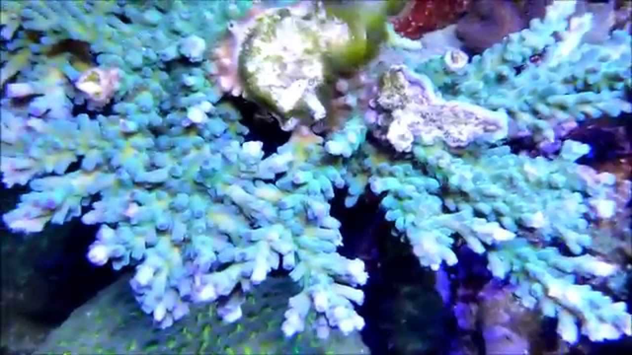 My Stony Coral Cube