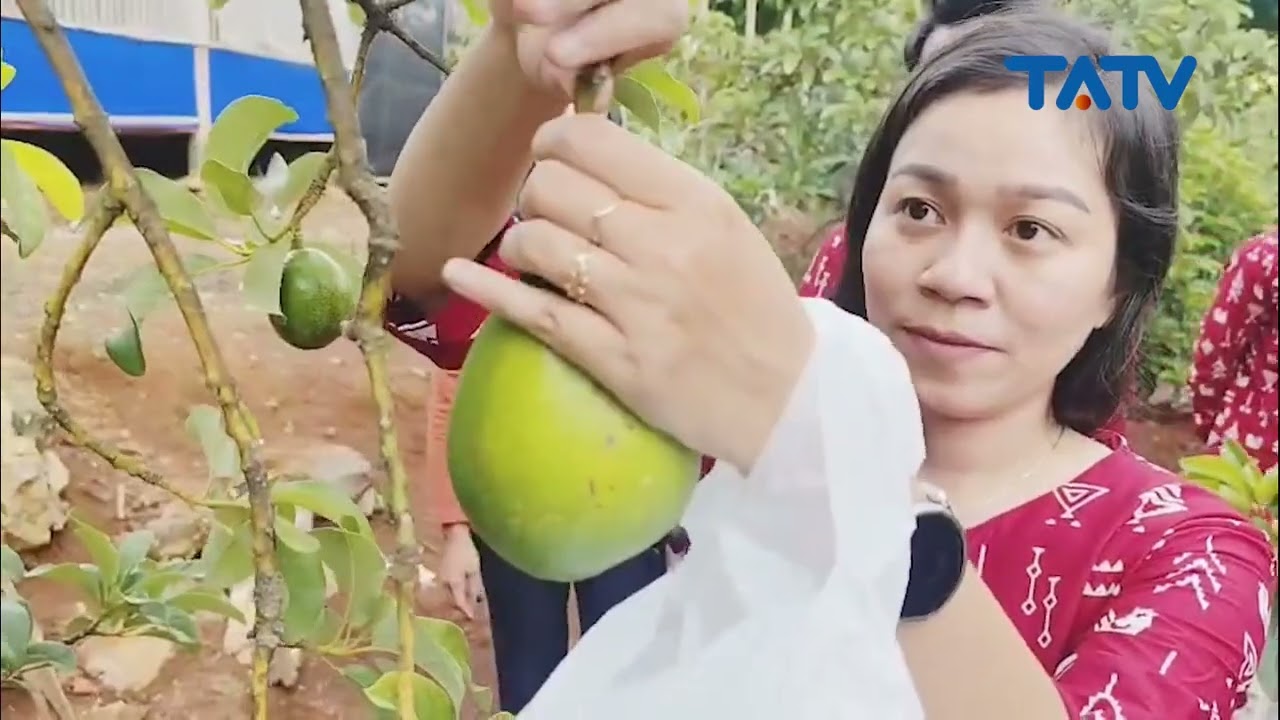 Icon Desa Alpokat, Polokarto Kembangkan Wisata Edukasi Alpokat