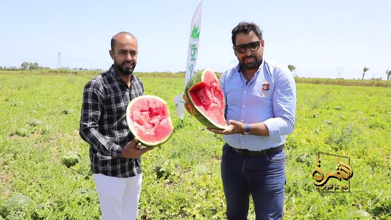 البطيخ الأحمر الطازج  فوائد البطيخ وأفضل طرق اختياره
