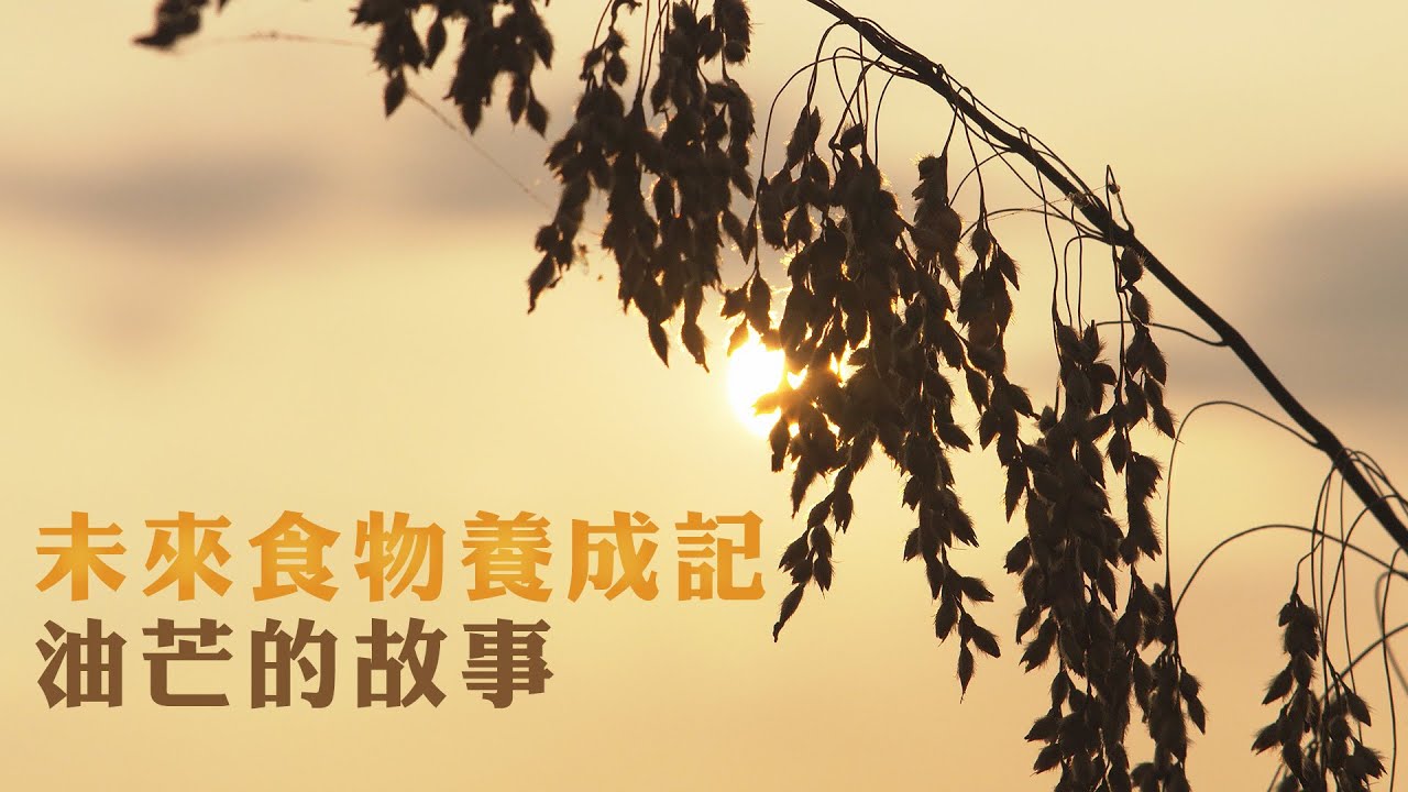 【氣候變遷】未來食物養成記：油芒的故事(我們的島 第1060集 2020-06-22)