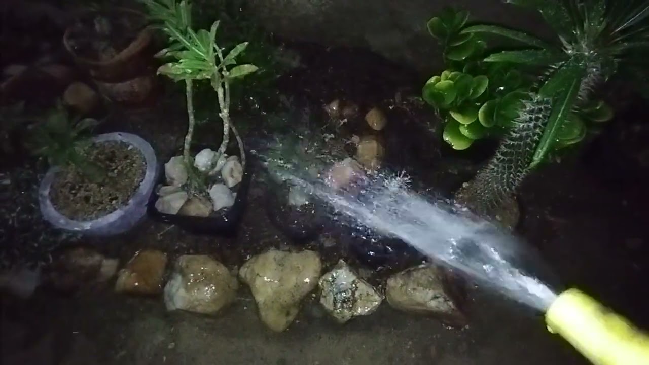 Fazenda regra das plantas vamos ver 🥰