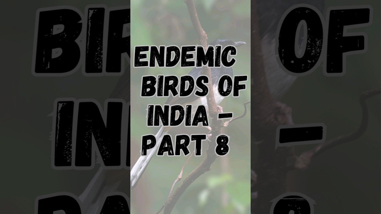 Endemic birds of India - Part 8 | Endemic birds | #shorts #short