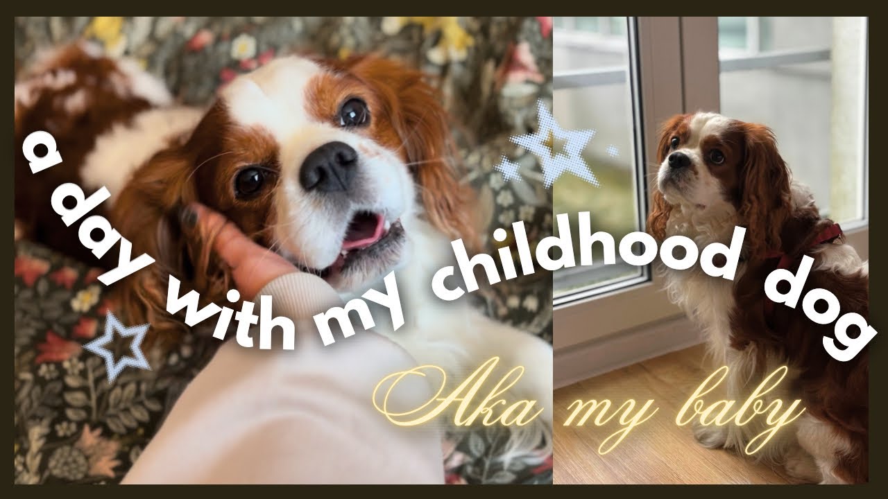 A day in the life of my dog 💫🐾🤍 Spend a day with my 9 year old Cavalier King Charles Spaniel 
