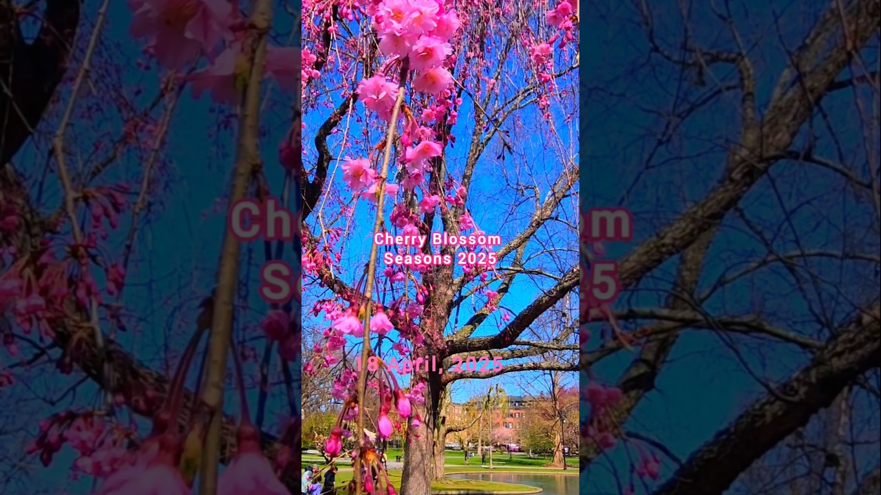 Cherry Blossoms |Boston public garden |Massachusetts|USA