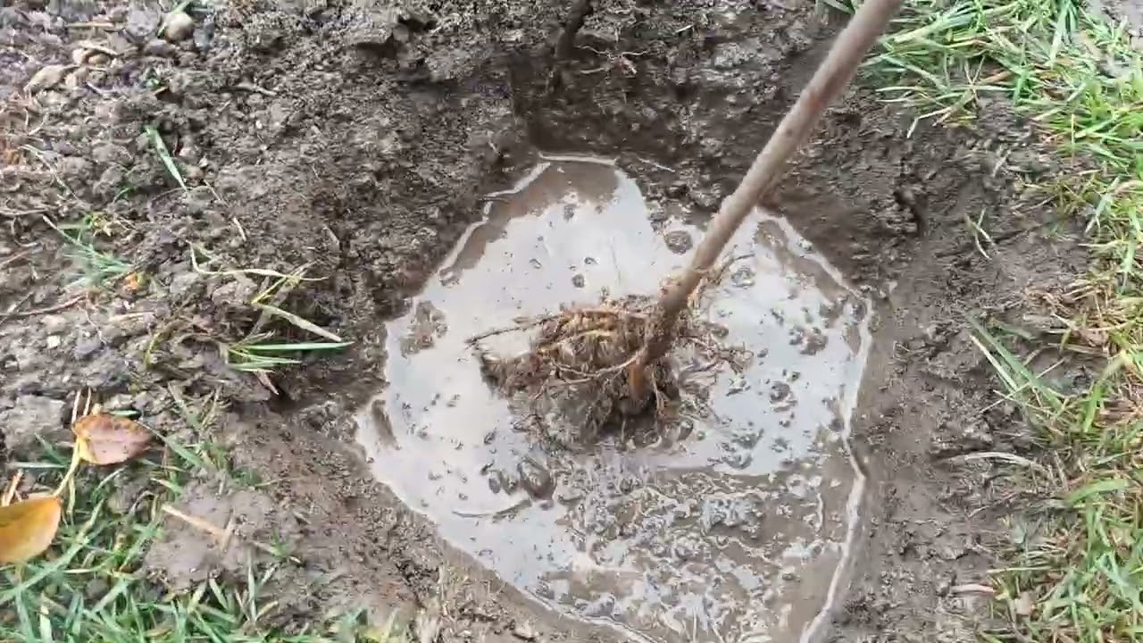 Cum se plantează un pom fructifer