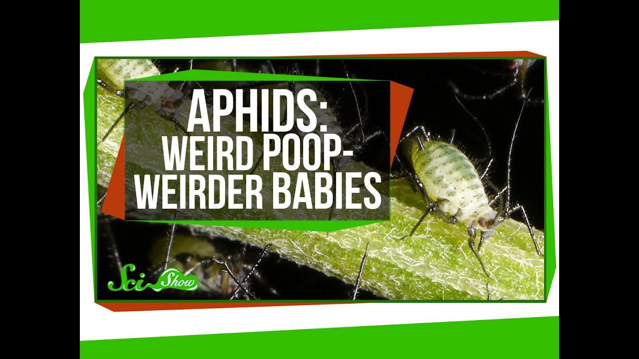 Aphids: Weird Poop, Weirder Babies