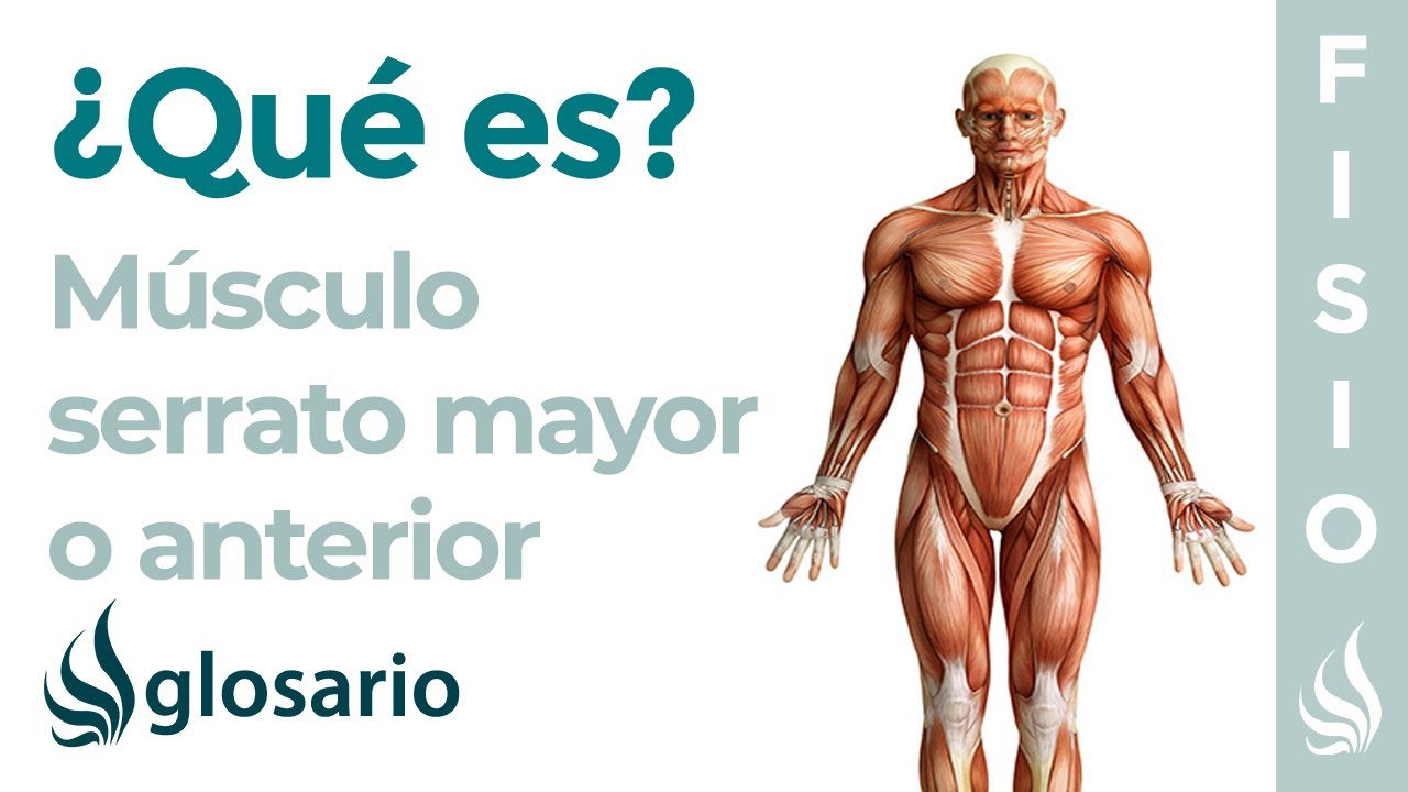 Músculo SERRATO ANTERIOR | Qué es, cómo fortalecer, origen, inserción, inervación y función