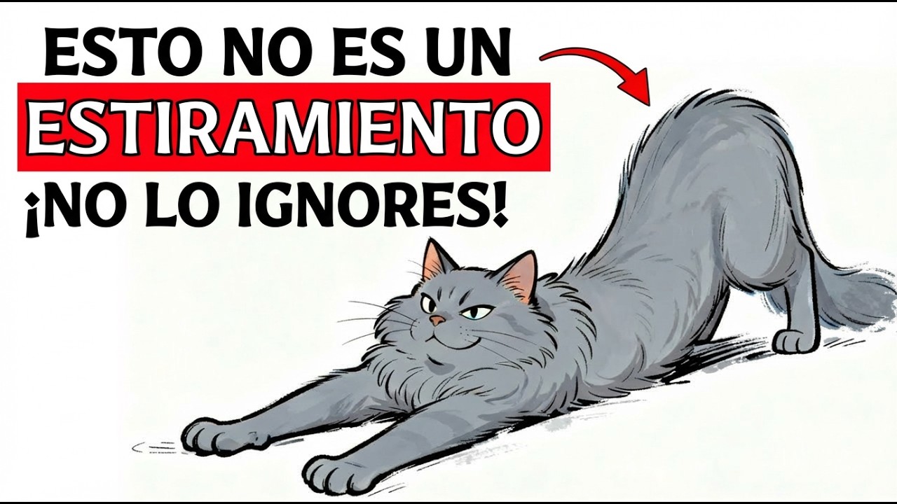 Si tu gato se estira cuando te ve, esto es lo que significa...