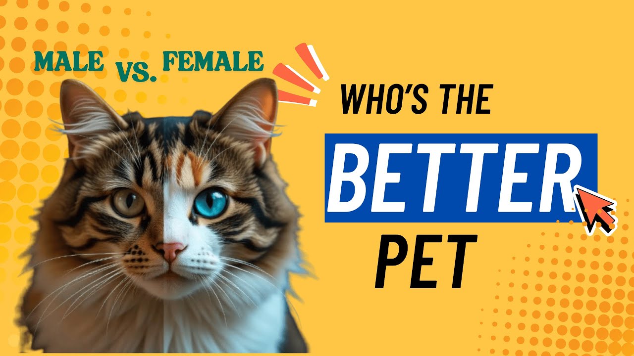 Male vs. Female Cats: Who Makes the Better Pet?
