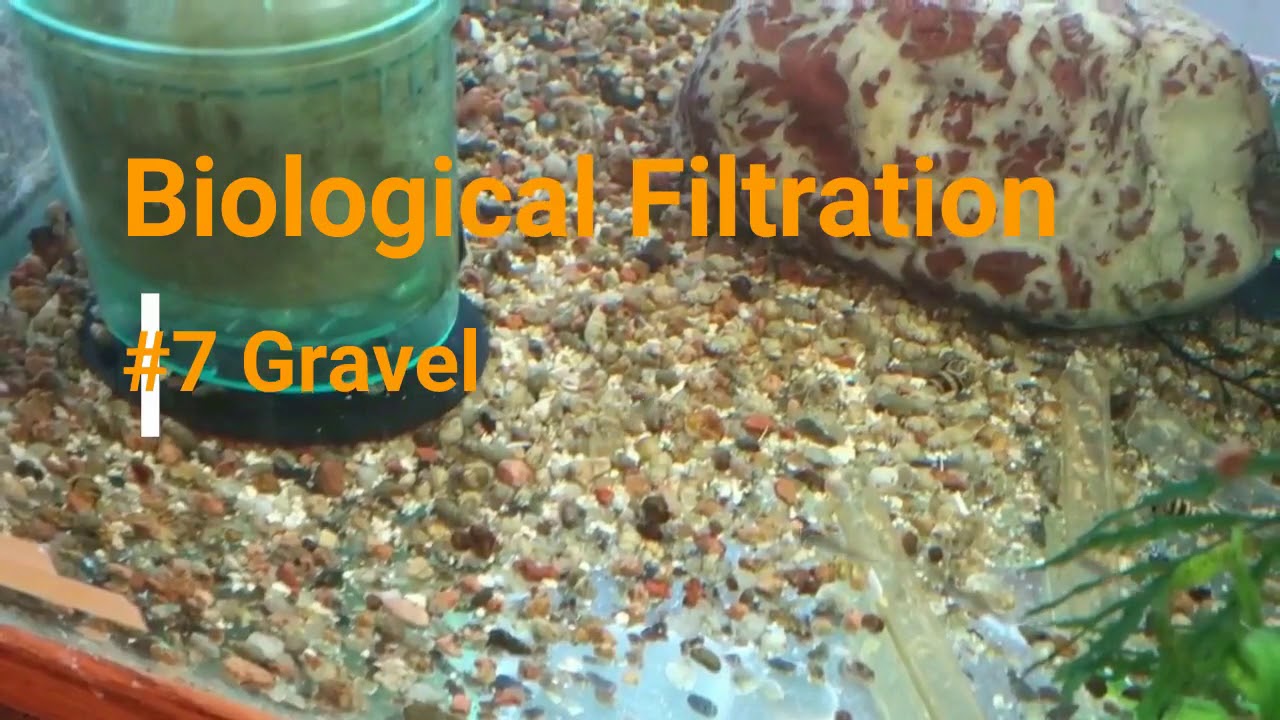 Select Aquatics Presents   Mechanical and Biological Filtration, Saving Fry and Green Dragon Availab