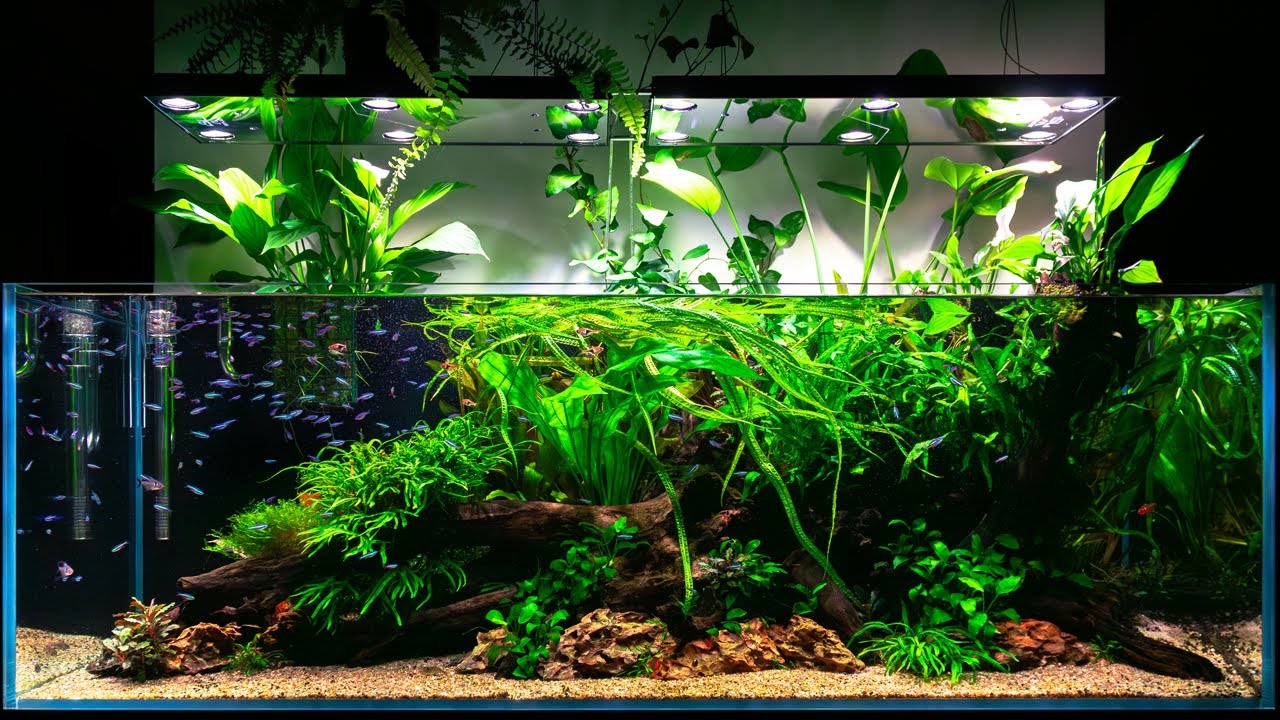 AKWARIUM W STLYU RYUBOKU PO UPŁYWIE ROKU - 150x60x50cm