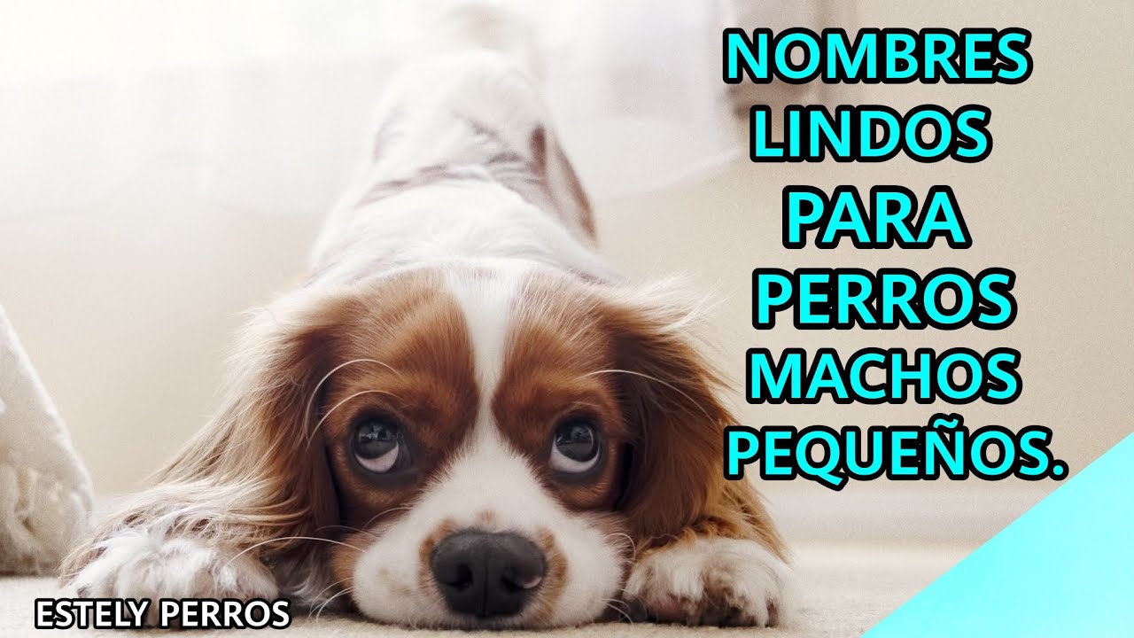 NOMBRES ÚNICOS PARA PERROS MACHOS PEQUEÑOS!
