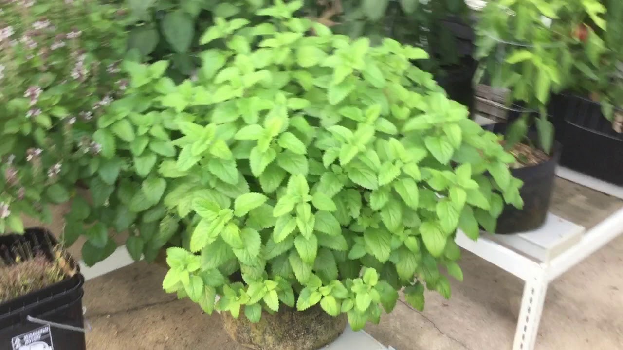 Riverponics 2019 Outdoor Garden