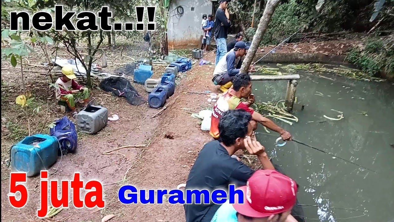 Nek4t bener...‼️5 juta hanya 4 org..😲.(mancing gurameh indukan)