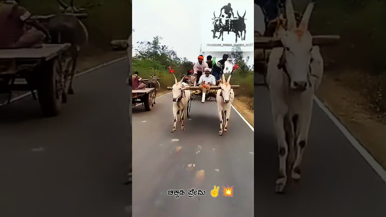 ಬಂದ ಹುಣ್ಣಿಮೆ ಪ್ರಯುಕ್ತ ಕಳ್ಳಿಹಾಳದ ಚಕ್ಕಡಿಗಳು ದೇವರಗುಡ್ಡಕೆ ಹೋಗಿದವು ಕಳ್ಳಿಹಾಳ ಬುಲ್ಸ್ ಜೈ ಚಕ್ಕಡಿ ಪ್ರೇಮಿ ✌️💥