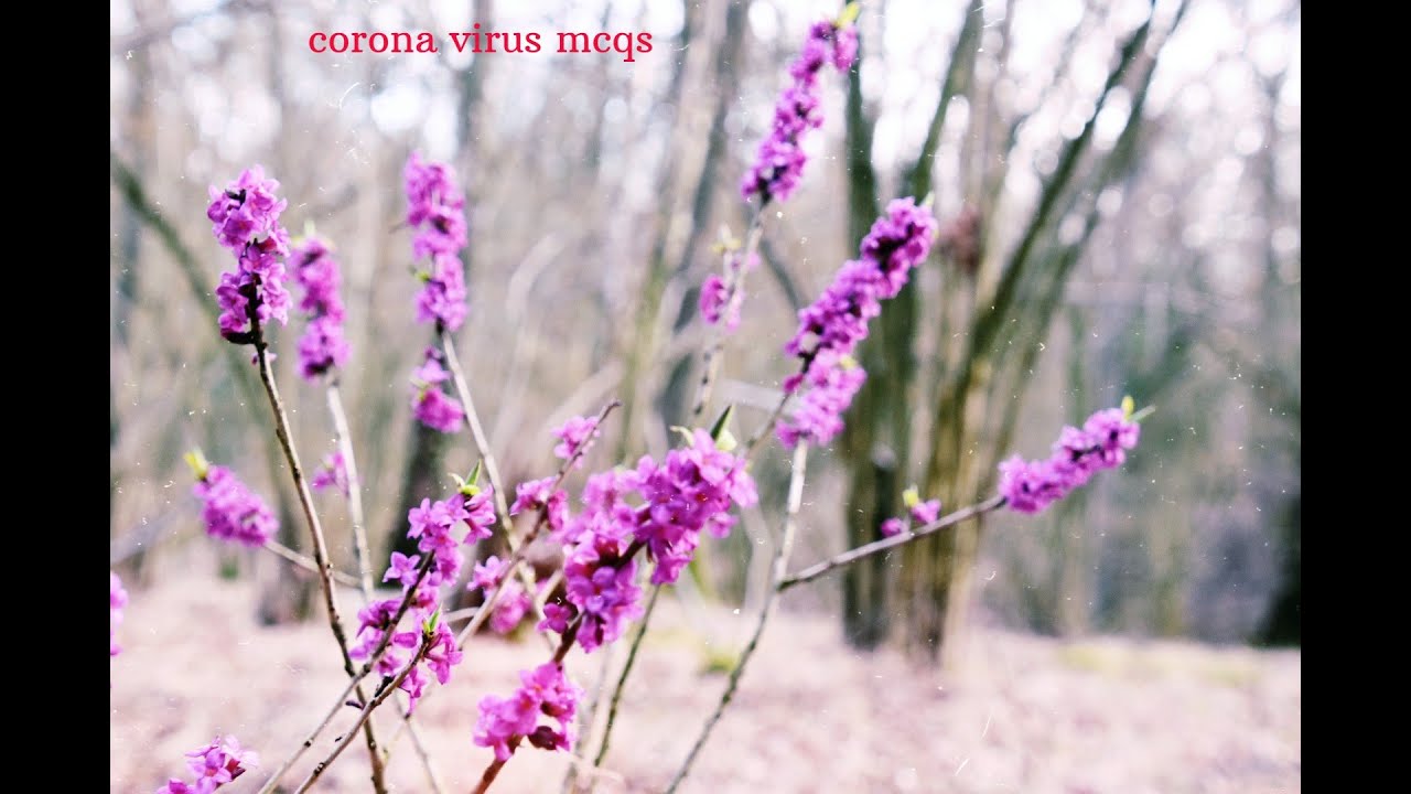 Corona virus mcqs