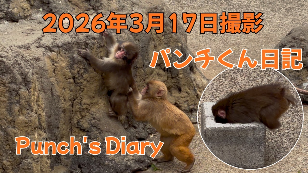 パンチくん 日記【2026年3月17日】市川市動植物園 Punch the monkey