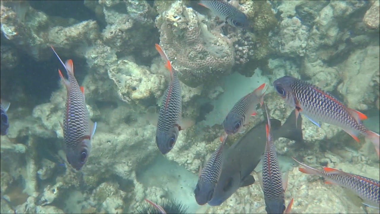 Snorkeling in the Sainte Anne Marine National Park, Seychelles