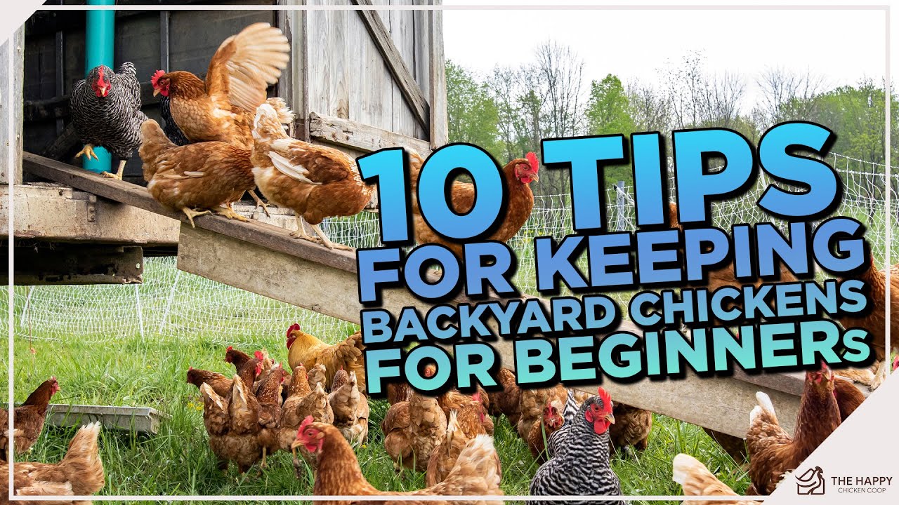 Руководство куриного заклинателя: 10 лучших советов по исключительному уходу за домашней птицей н...