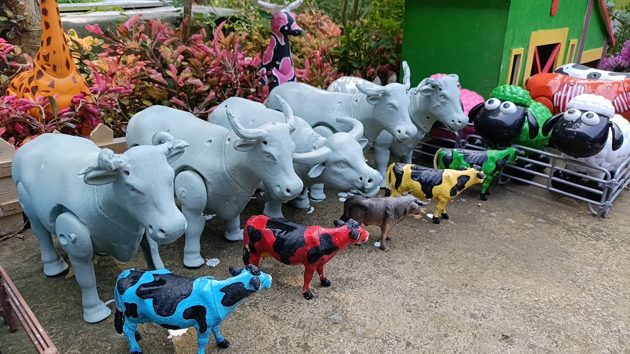 Proses❗ Mencocokkan Kepala Sapi Kurban & Sapi Lucu Melahirkan cesar / Simulasi Potong Sapi Kurban.