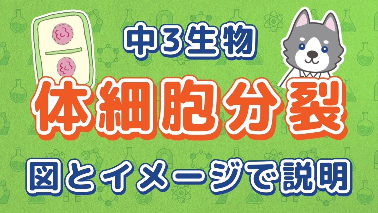 中3理科『体細胞分裂と染色体の数』