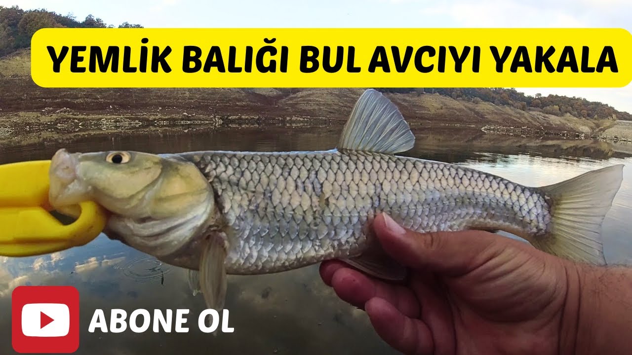 YEMLİK BALIĞI BULURSAN AVCI BALIKLARI DA BULURSUN!!! - AAKŞAM SUYU SIĞ SUDA KASNA AVI! -