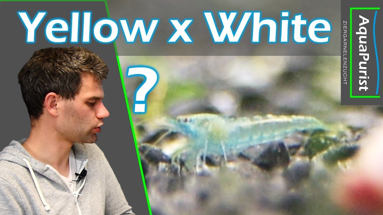 Gelb x weiß = blau?! - Kreuzung von Yellow Neon und White Pearl ergibt blaue Garnelen?!