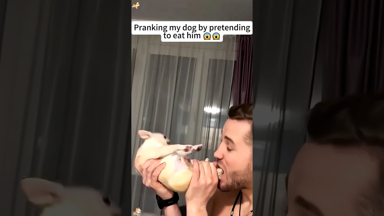 Pranking my dog by pretending to eat him #youtube #funny #anmals #pets #cutedog #funnyanimal