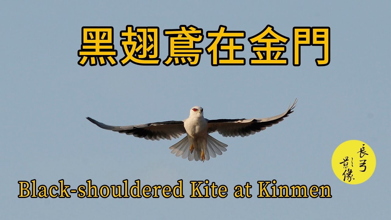 黑翅鳶在金門(長弓影像)