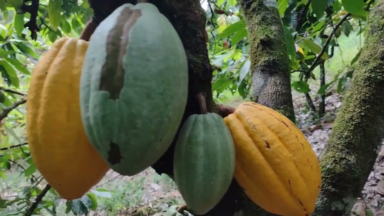 6 HECTARE com PASTO e roça de CACAU, ÁGUA em abundância a venda em Ilhéus BA 170 mil #sitioavenda