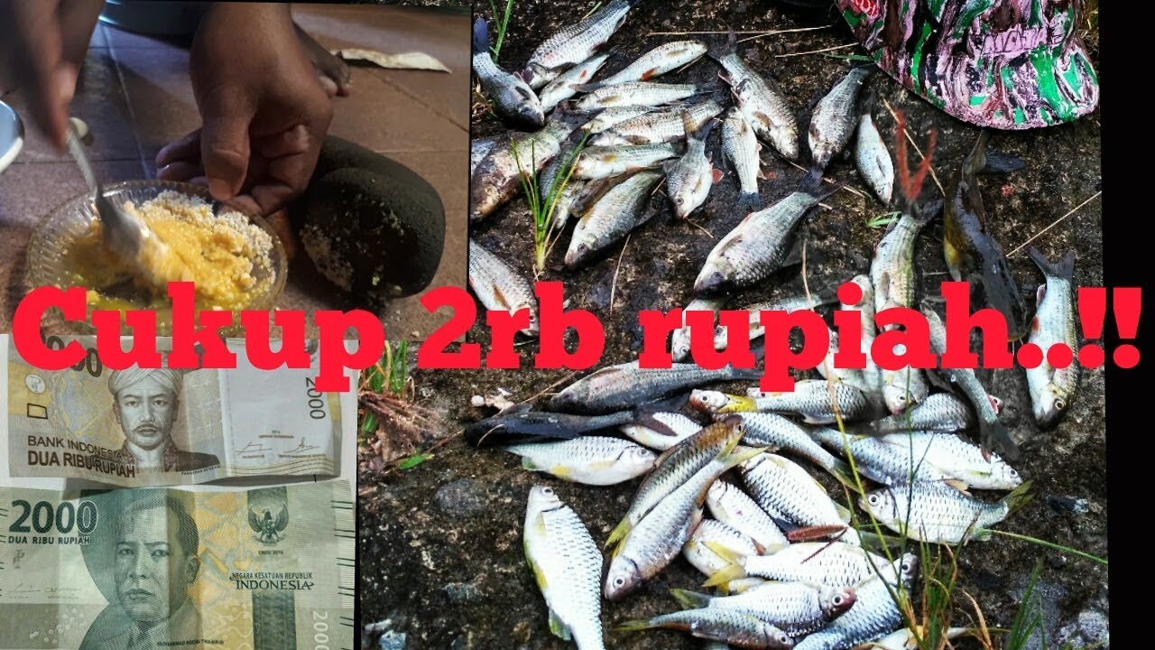 CUMA 2RIBU BISA BIKIN UMPAN JITU MANCING DI SUNGAI DIJAMIN AMPUH!!!!!!!!!