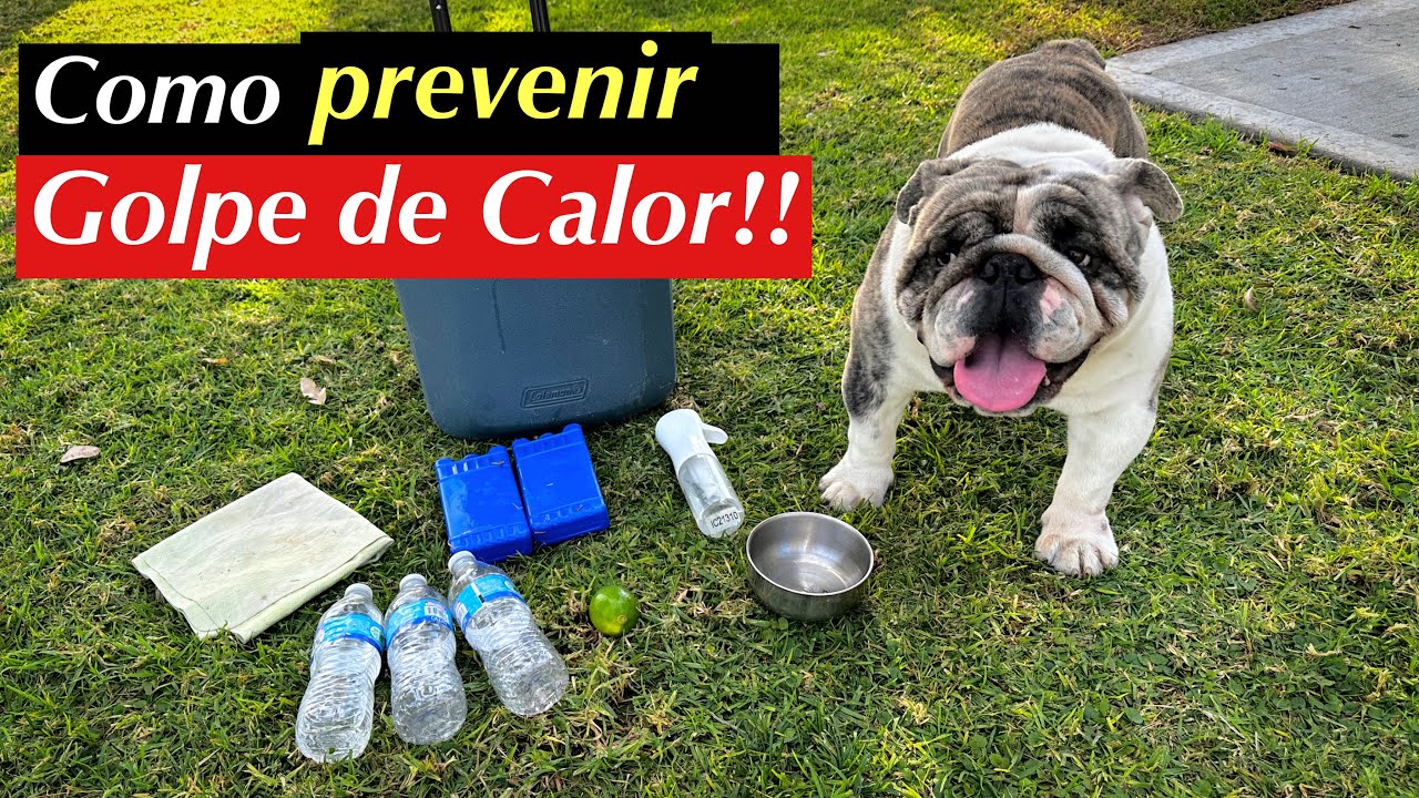 Con estos artículos, prevengo un Golpe de Calor!! BULLDOG