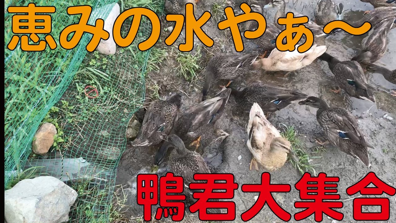用水路復活させてみた　【詰まり】