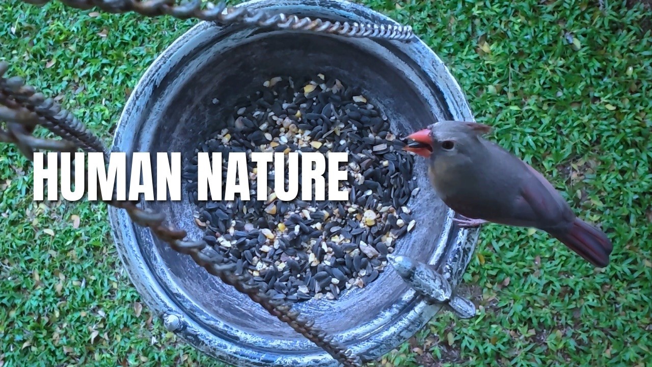 What Birds Taught Me About Anxiety-Discipline -Conflict Management & Fear