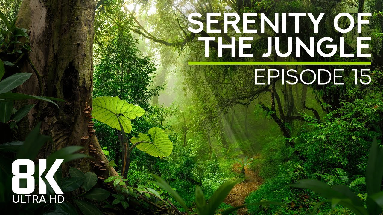 8K Immersed in Jungle Serenity - Ep 15 - Tropical Forest Ambience for Relaxation