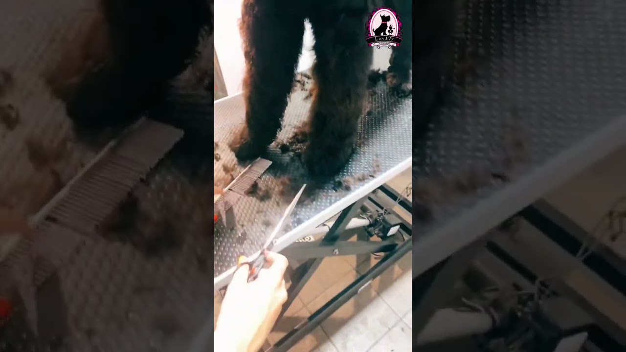 DIVA 💜 direttamente dalla RUSSIA questa meraviglia: Terrier Nero Russo, oltre ad essere bellissima