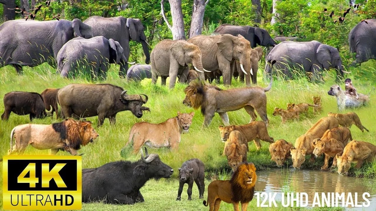 4K African Animals Bale Mountains National Park – Stunning Footage of African Wildlife