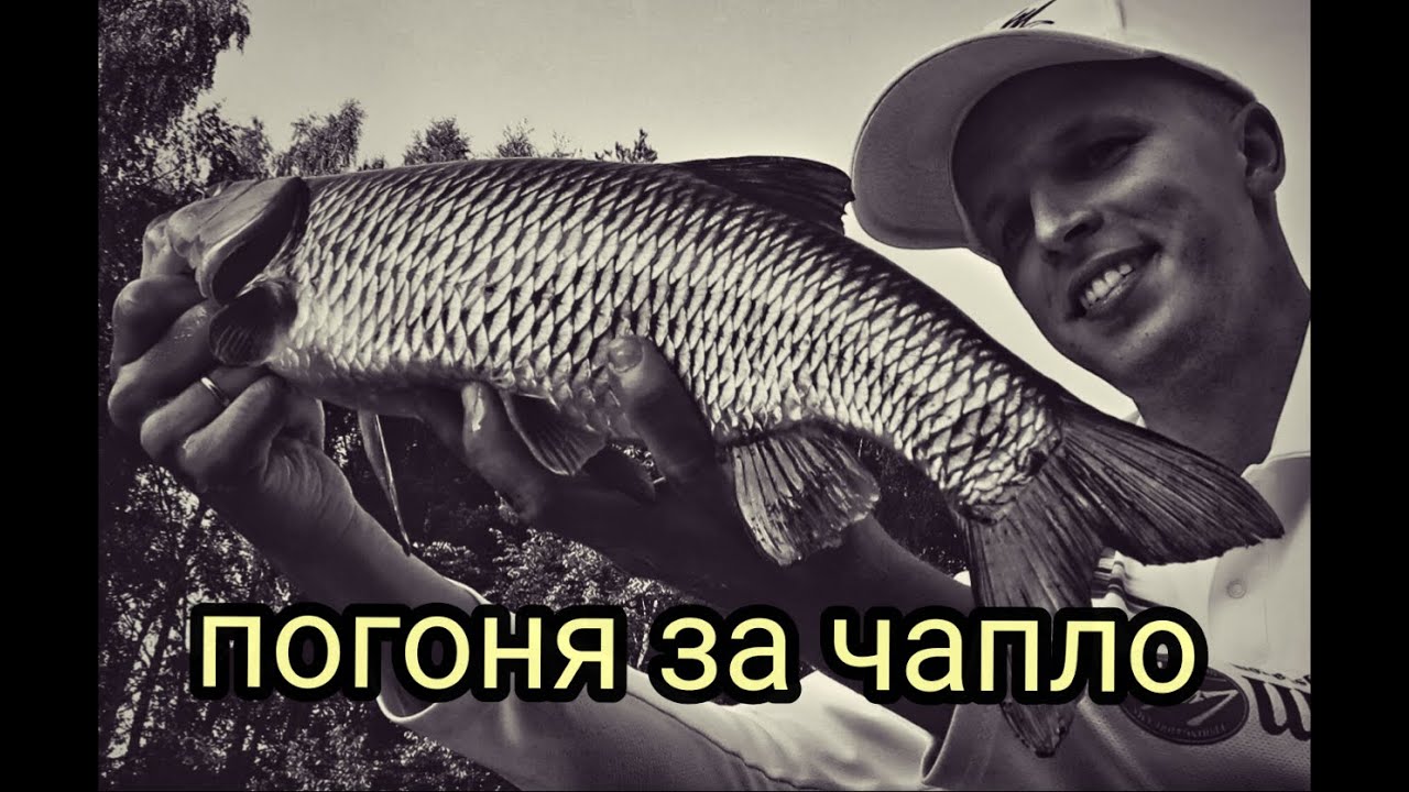 Погоня за чапло. Про воблеры, точки и рыбалку.