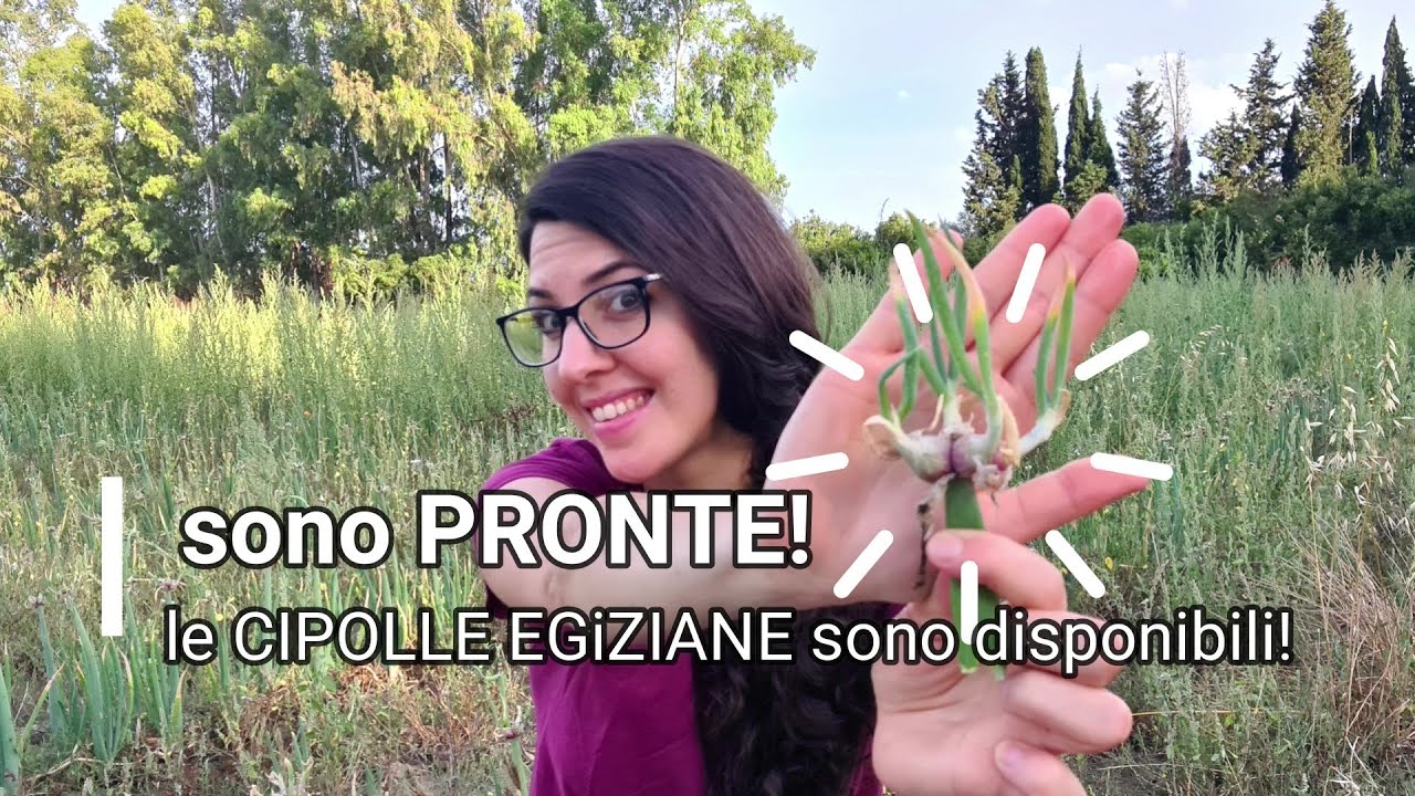 FINALMENTE SONO PRONTE LE CIPOLLE EGIZIANE!