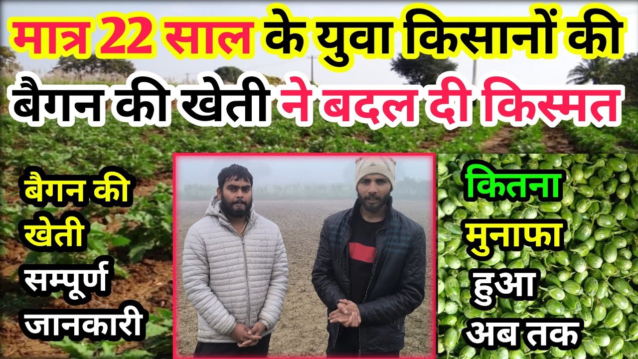 बैगन (भांटा) खेती की संपूर्ण जानकारी/ 2 युवा  किसान ले रहे हैं तगड़ा प्रॉफिट / तोड़ दिए सारे रिकॉर्ड