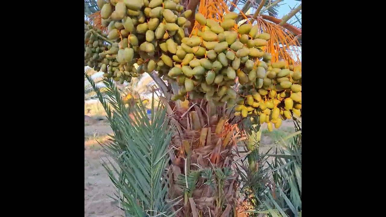 حلم كل مستثمر في مجال النخيل #جريين_بالم_نبني_لمستقبلك01022670613